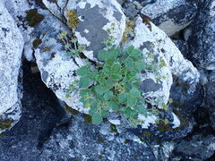Potentilla villosa