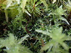 Cephalozia bicuspidata