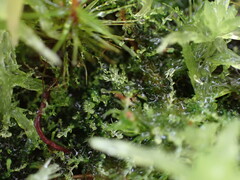 Cephalozia bicuspidata