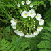 Ourisia macrocarpa - Photo (c) Margaret Donald, algunos derechos reservados (CC BY-NC-ND)