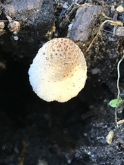 Flammulaster erinaceellus