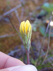 Microseris borealis