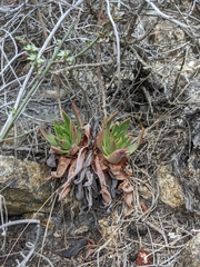 Dudleya lanceolata