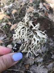 Evernia