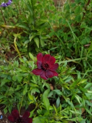 Cosmos atrosanguineus