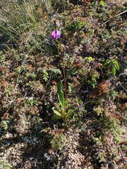 Primula jeffreyi