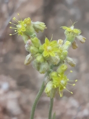 Eriogonum lachnogynum