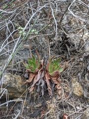 Dudleya lanceolata