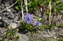 Globularia cordifolia