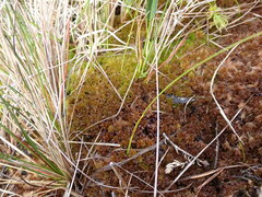 Sphagnum fuscum
