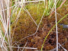 Sphagnum fuscum