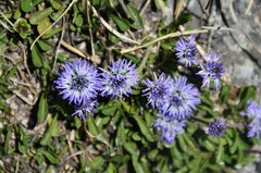 Globularia cordifolia