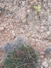 Eriogonum lachnogynum