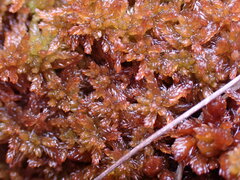Sphagnum fuscum