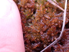 Sphagnum fuscum