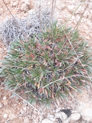 Eriogonum lachnogynum