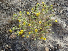 Deinandra corymbosa