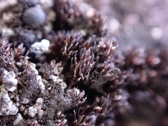 Andreaea