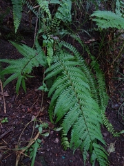 Dryopteris wallichiana