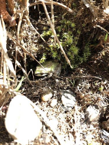 iNaturalist observation photo of Pacific chorus frog