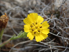 Deinandra corymbosa