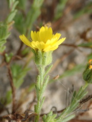 Deinandra corymbosa
