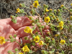Deinandra corymbosa