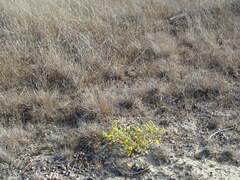 Deinandra corymbosa