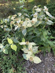 Pycnanthemum muticum