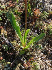 Primula jeffreyi