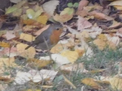 Erithacus rubecula