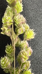 Chascolytrum subaristatum