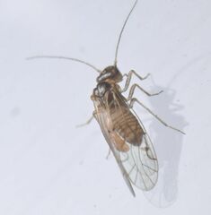 Acariformes