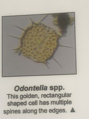 Odontella