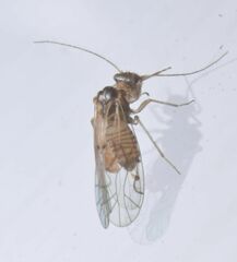 Acariformes
