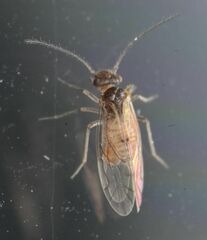 Acariformes