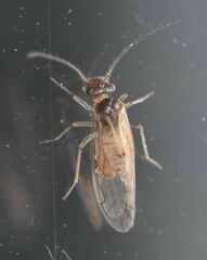 Acariformes