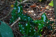 Ilex aquifolium