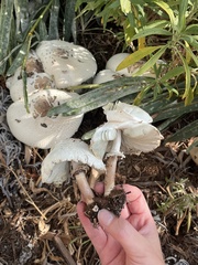 Chlorophyllum molybdites