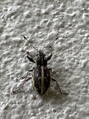 Naupactini