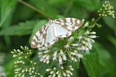 Utetheisa inconstans