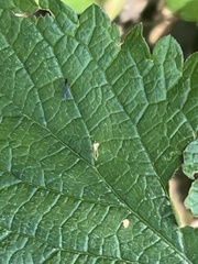 Pachypsylla celtidisvesicula