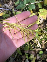 Asclepias verticillata