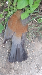 Turdus rufopalliatus
