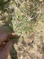 Eysenhardtia texana