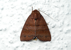 Xenochroa ferriviridis
