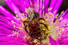 Augochloropsis tupacamaru