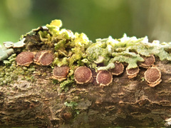 Pezicula ocellata