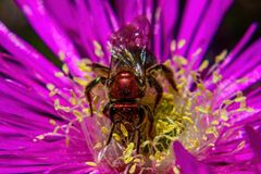 Augochloropsis tupacamaru