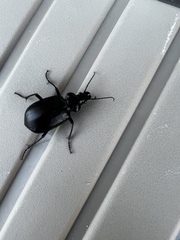 Calosoma marginale